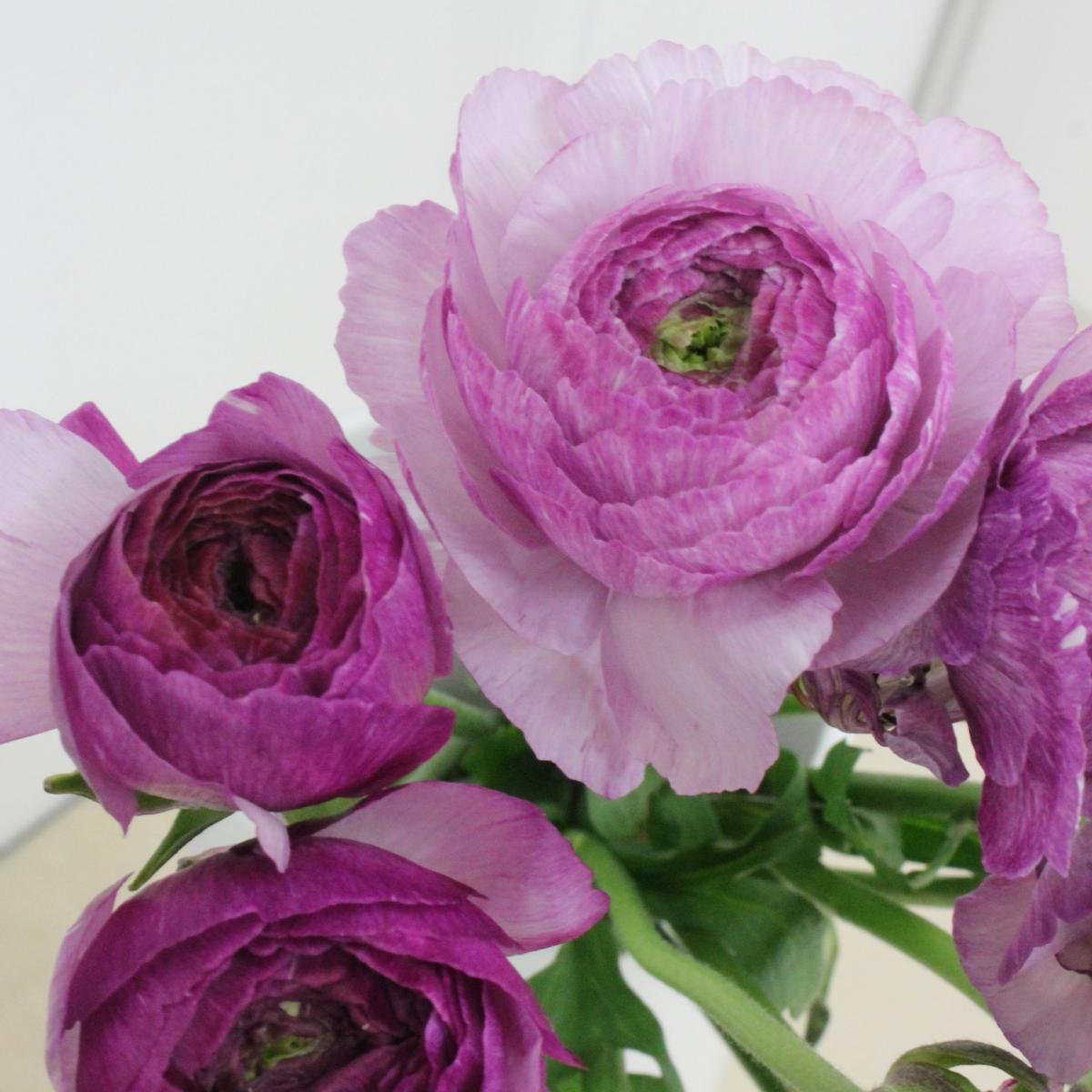 直前 ラナンキュラス 藤てまり うす紫 香川県オリジナル品種 生花 通販 はなどんやアソシエ