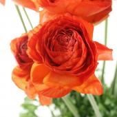 生花】ラナンキュラス サノワ(朱系オレンジ):JA高千穂【早締切-50