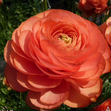 【生花】ラナンキュラス　オーシュ(オレンジ)40cm-【早締切-22】フラワー西村