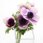 アネモネ 生花】アネモネ ポルト(薄ラベンダー芯黒)※入荷少 - 花材通販は
