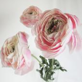生花】ラナンキュラス スクラン(ピンク系):JA高千穂あまてらす 生花】ラナンキュラス スクラン(ピンク系):JA高千穂あまてらす