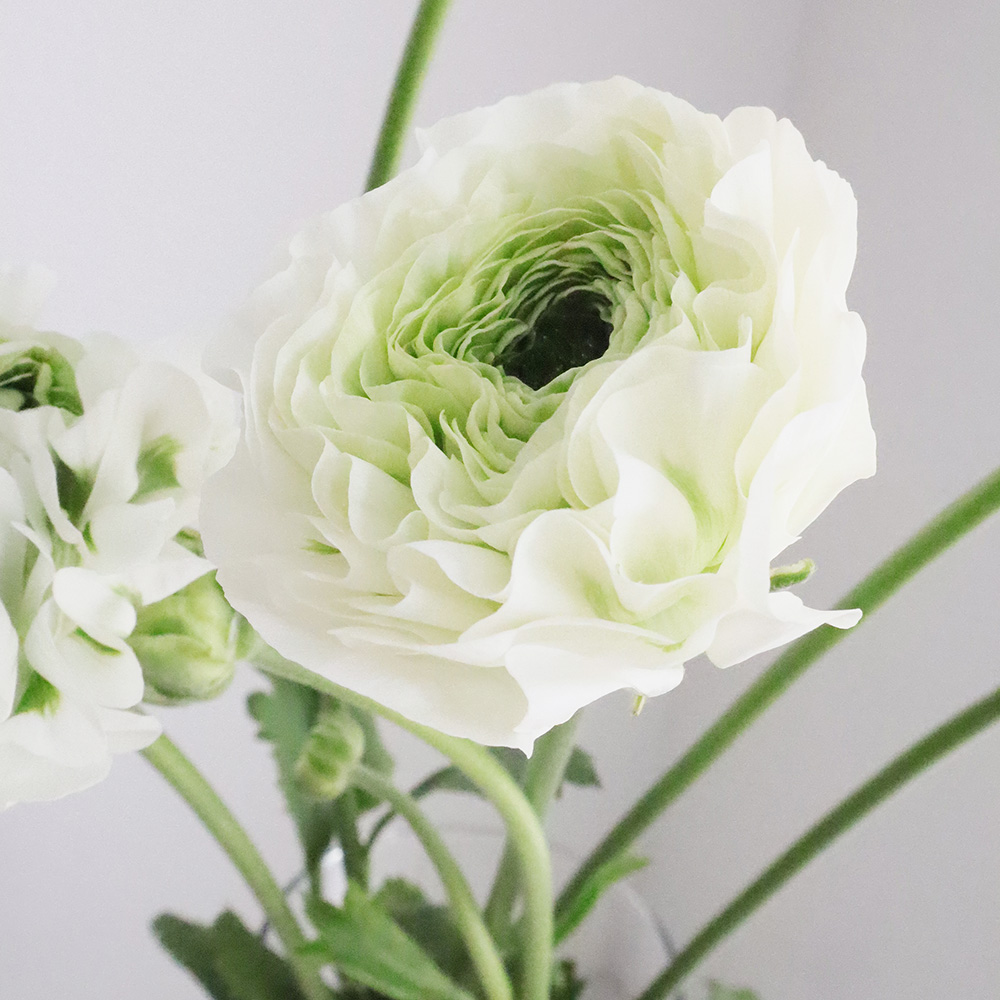 生花 ラナンキュラス ポンポンシレンテまたはイグルー 白緑 Ot 30cm 通販 はなどんやアソシエ 生花 ラナンキュラス ポンポンシレンテまたはイグルー 白緑 Ot 30cm 通販 はなどんやアソシエ