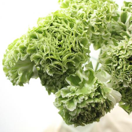 生花 ラナンキュラス ポンポンシレンテまたはイグルー 白緑 Ot 30cm 通販 はなどんやアソシエ 生花 ラナンキュラス ポンポンシレンテまたはイグルー 白緑 Ot 30cm 通販 はなどんやアソシエ