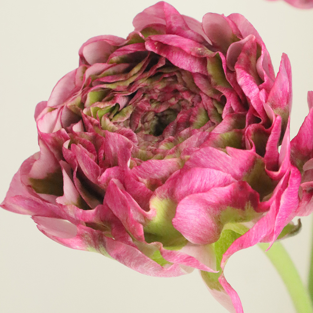 直前 ラナンキュラス ポンポンマルヴァ 紫緑 生花 通販 はなどんやアソシエ 直前 ラナンキュラス ポンポンマルヴァ 紫緑 生花 通販 はなどんやアソシエ