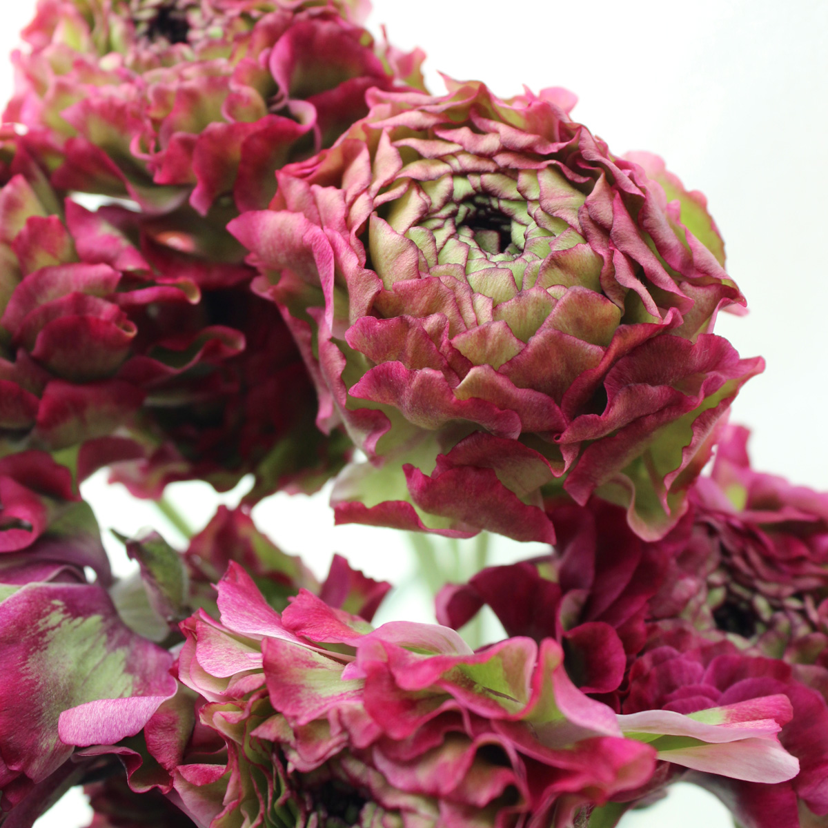 直前 ラナンキュラス ポンポンマルヴァ 紫緑 国産 生花 通販 はなどんやアソシエ 直前 ラナンキュラス ポンポンマルヴァ 紫緑 国産 生花 通販 はなどんやアソシエ