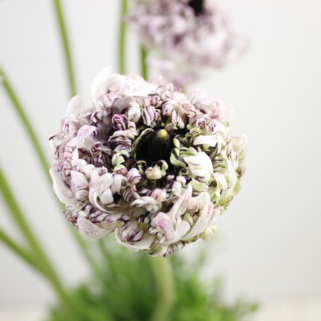 生花】ラナンキュラス リナセティ (白紫モロッコ系):JA高千穂【早締切