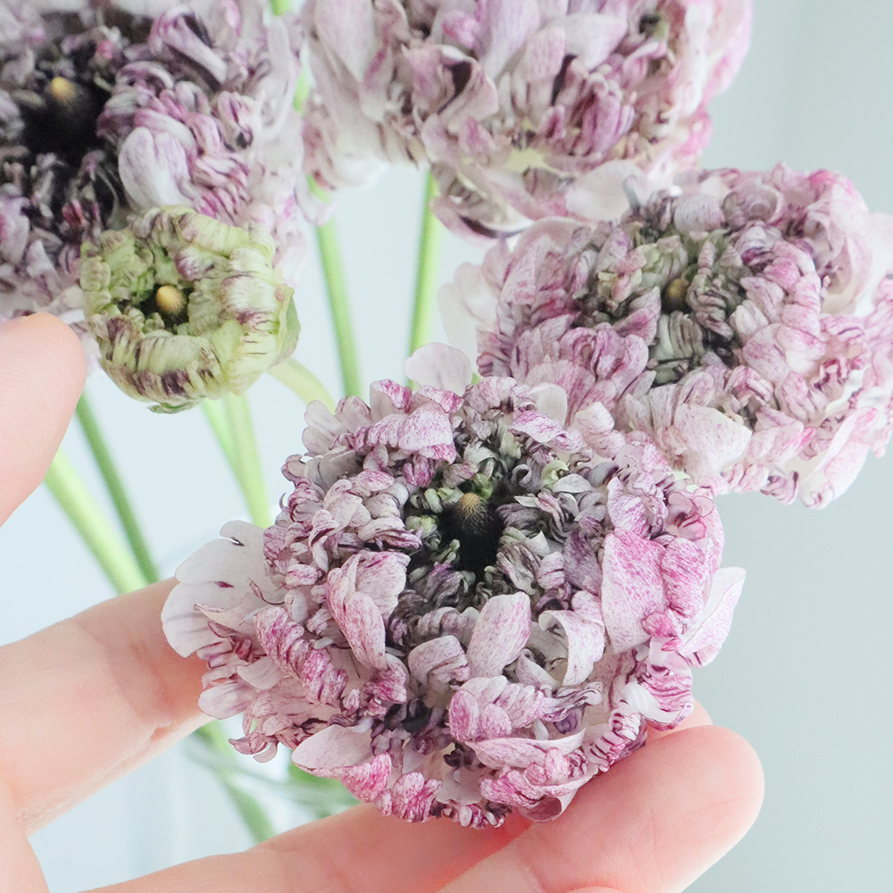 直前 ラナンキュラス モロッコ セティー 紫白系 30cn 生花 通販 はなどんやアソシエ 直前 ラナンキュラス モロッコ セティー 紫白系 30cn 生花 通販 はなどんやアソシエ