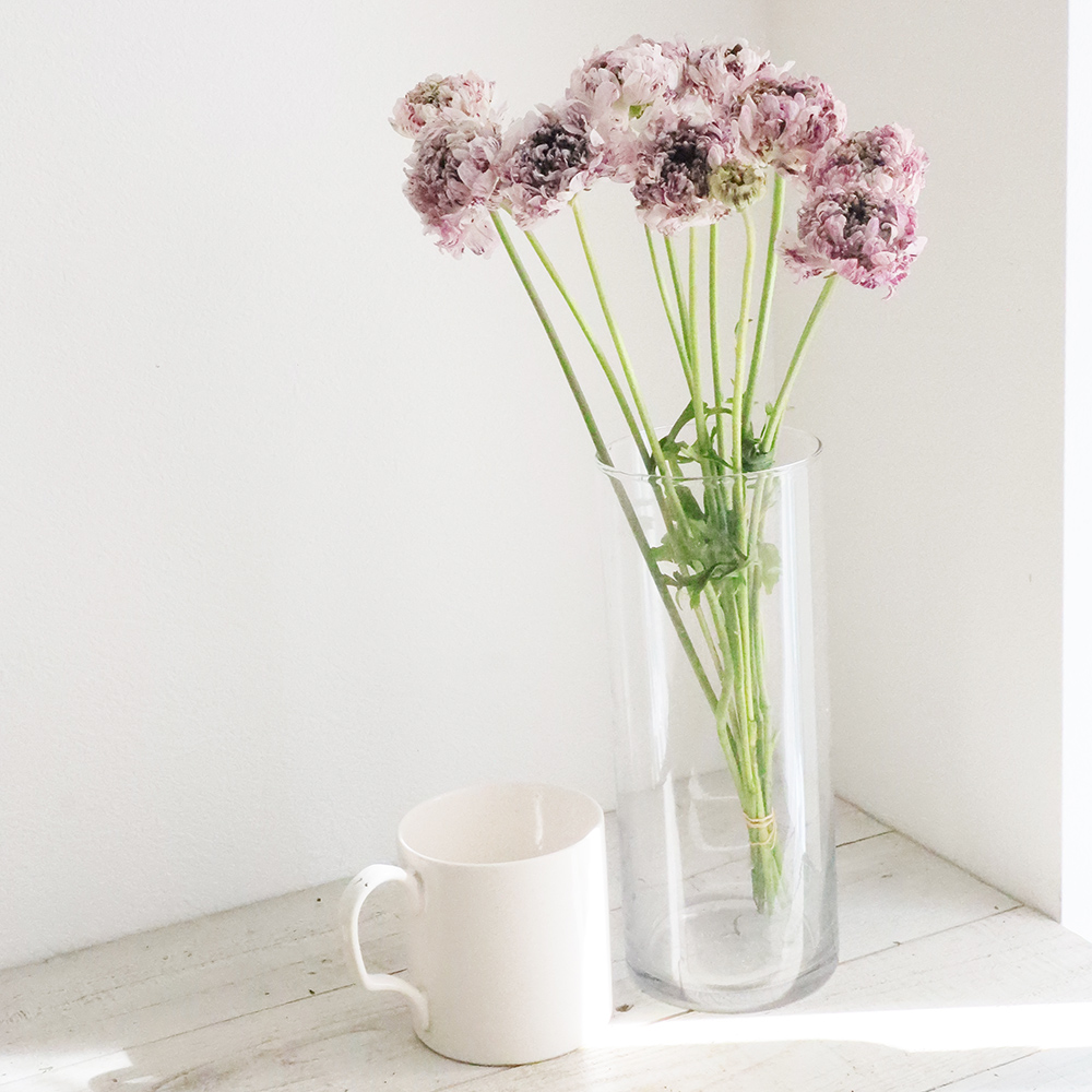 生花 ラナンキュラス モロッコ セティー 紫白系 Ot 30cn 通販 はなどんやアソシエ 生花 ラナンキュラス モロッコ セティー 紫白系 Ot 30cn 通販 はなどんやアソシエ