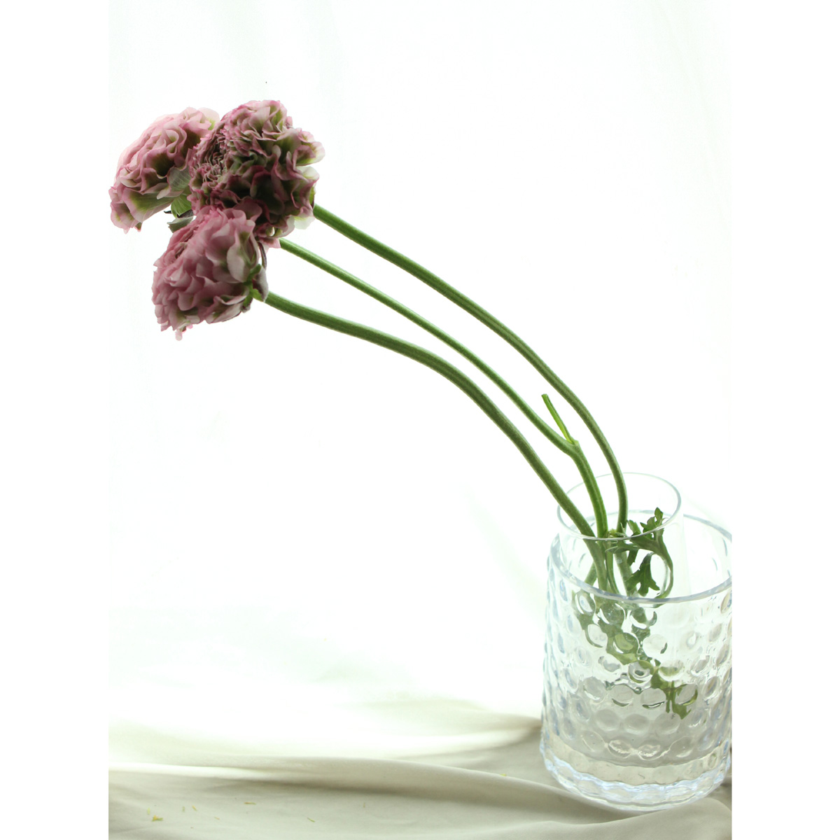 生花 ラナンキュラス ポンポンミグノン ピンク緑 Ot 今週のオトク30cm 通販 はなどんやアソシエ 生花 ラナンキュラス ポンポンミグノン ピンク緑 Ot 今週のオトク30cm 通販 はなどんやアソシエ