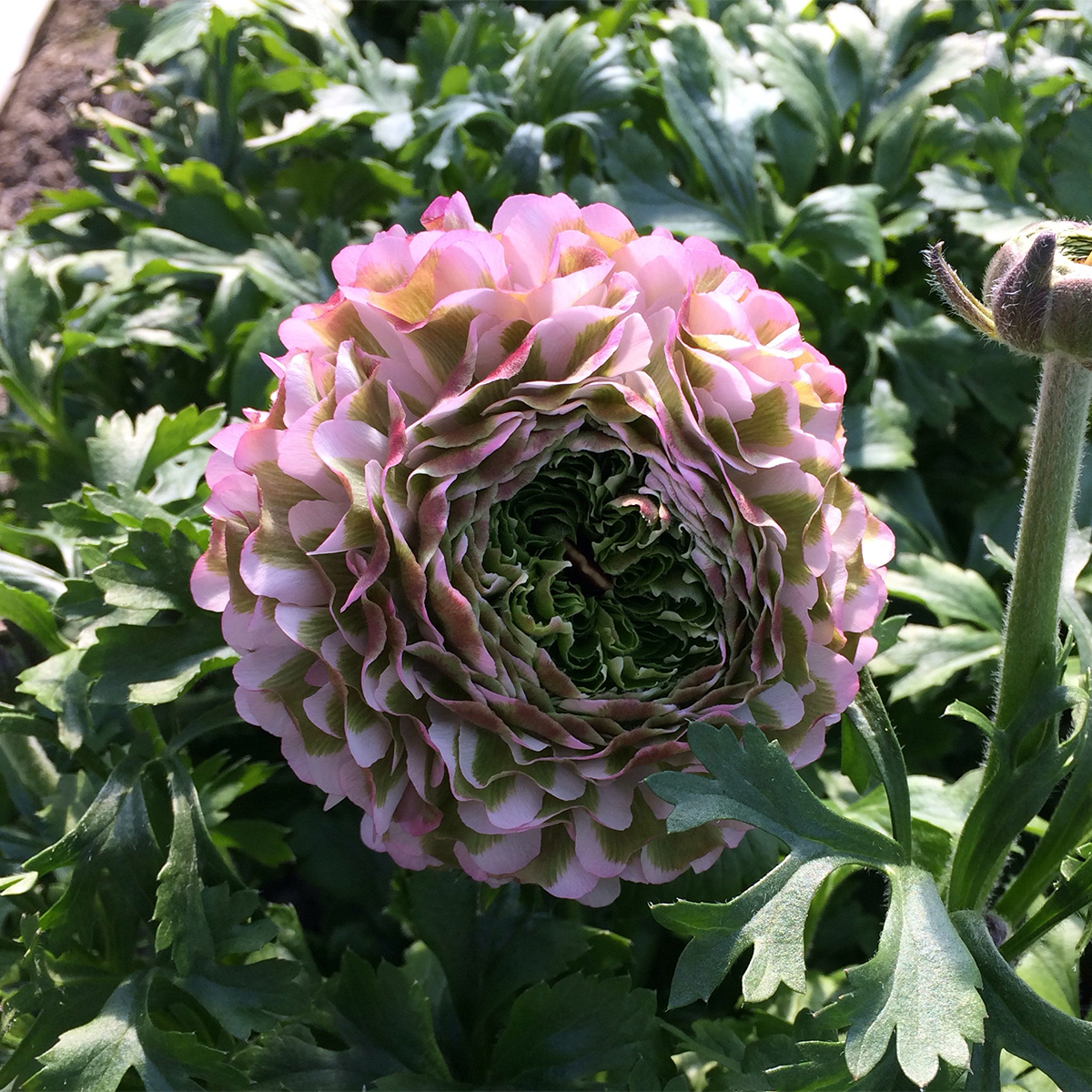 生花 ラナンキュラス ポンポンミグノン ピンク緑 Ot 今週のオトク30cm 通販 はなどんやアソシエ 生花 ラナンキュラス ポンポンミグノン ピンク緑 Ot 今週のオトク30cm 通販 はなどんやアソシエ