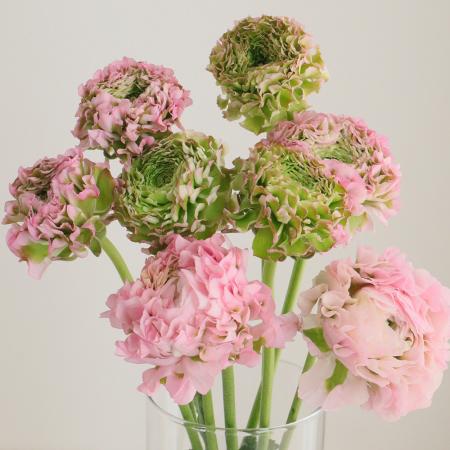 生花 ラナンキュラス ポンポンハーマイオニー ピンク緑 Ot 30cm 通販 はなどんやアソシエ 生花 ラナンキュラス ポンポンハーマイオニー ピンク緑 Ot 30cm 通販 はなどんやアソシエ