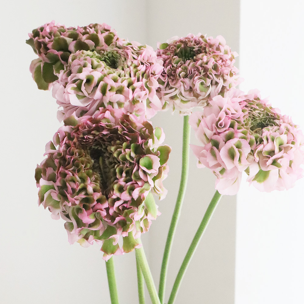直前 ラナンキュラス ポンポンハーマイオニー ピンク緑 30cm 生花 通販 はなどんやアソシエ 直前 ラナンキュラス ポンポンハーマイオニー ピンク緑 30cm 生花 通販 はなどんやアソシエ