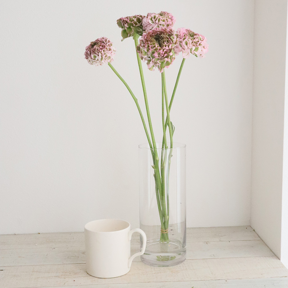 生花 ラナンキュラス ポンポンハーマイオニー ピンク緑 Ot 30cm 通販 はなどんやアソシエ 生花 ラナンキュラス ポンポンハーマイオニー ピンク緑 Ot 30cm 通販 はなどんやアソシエ