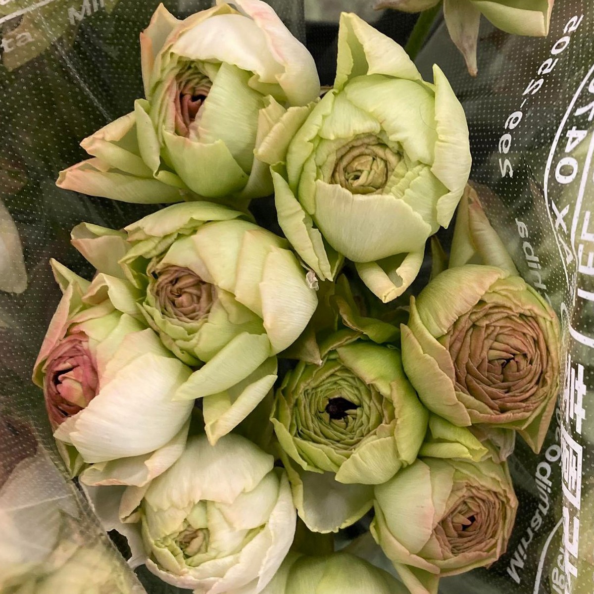 直前!】ラナンキュラス ベズレー(グリーンベージュ系) 【生花】 - 花材