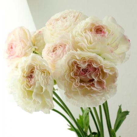 【直前】ラナンキュラス　ちほの華　JA高千穂【生花】