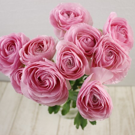 生花】ラナンキュラス パルマドール(淡ピンク)セレクト40-50cm 長野県