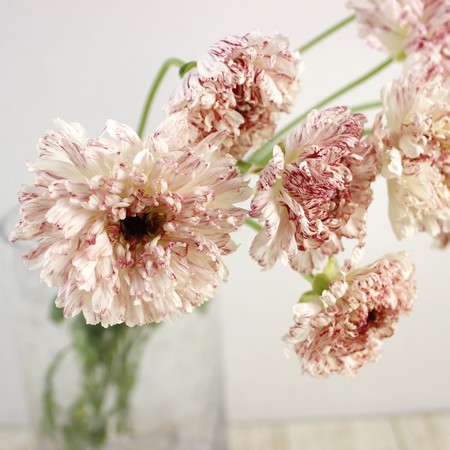 直前 ラナンキュラス モロッコ エルフード 赤紫 複色 30cm 生花 通販 はなどんやアソシエ 直前 ラナンキュラス モロッコ エルフード 赤紫 複色 30cm 生花 通販 はなどんやアソシエ