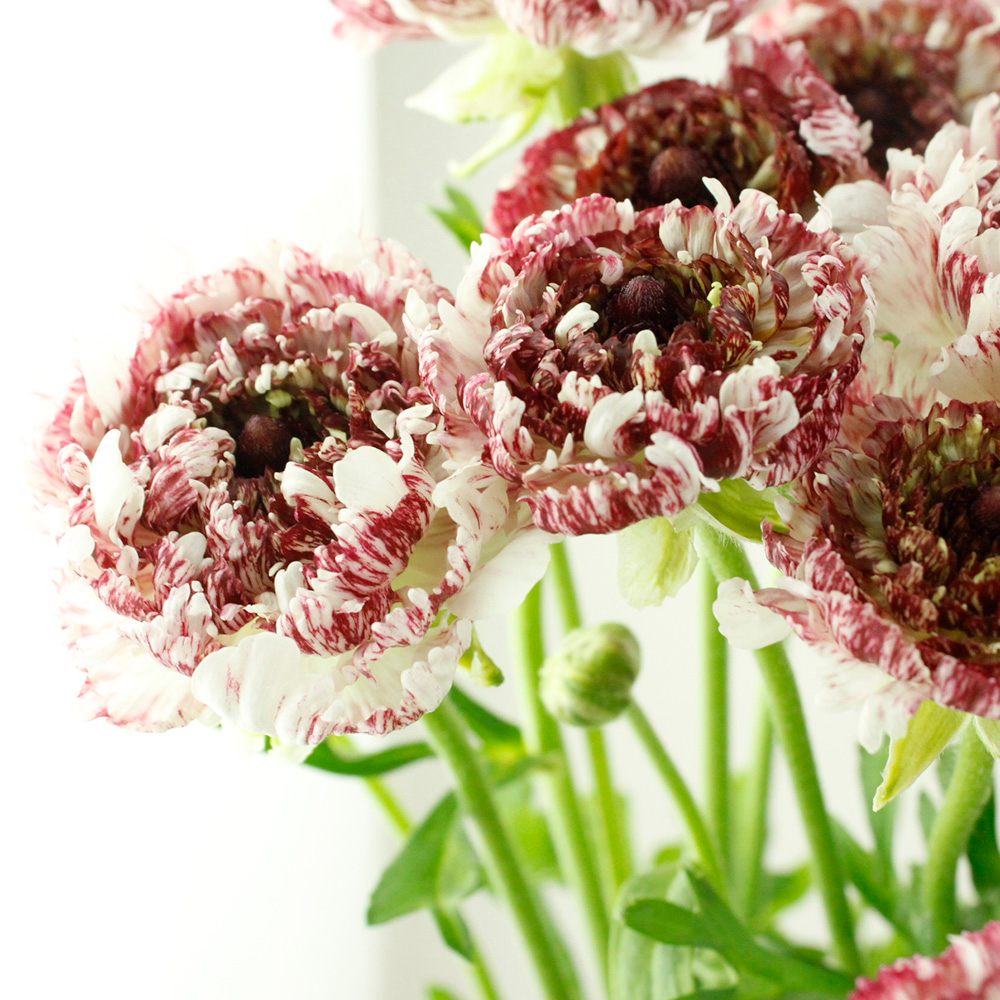 直前 ラナンキュラス モロッコ エルフード 赤紫 複色 30cm 生花 通販 はなどんやアソシエ 直前 ラナンキュラス モロッコ エルフード 赤紫 複色 30cm 生花 通販 はなどんやアソシエ