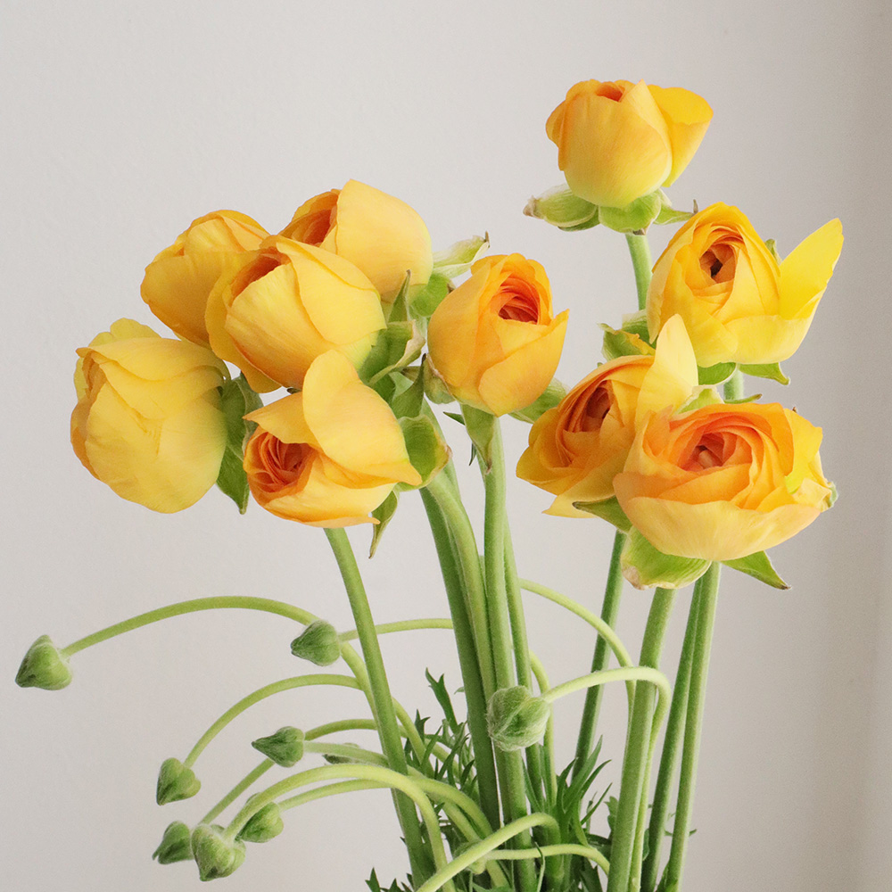 ラナンキュラス 同梱3種 25センチ位各20本[バラ 切り花 生花]1