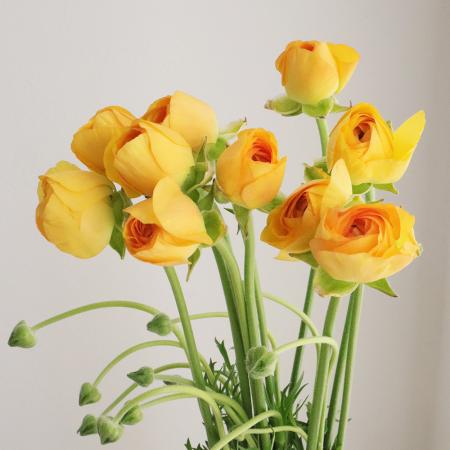 生花】ラナンキュラス 竜宮の山吹 三豊 【IT】 - 花材通販はなどんや