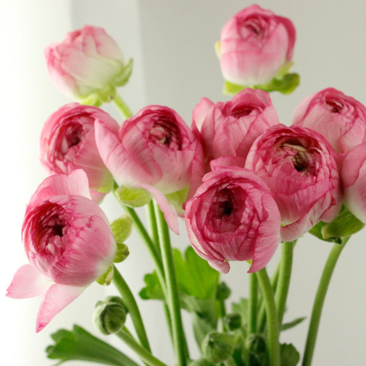 Jun♡ピンク系のバラとラナンキュラスが可愛いリース Jun様専用♡ピンク系のバラとラナンキュラスが可愛いリース