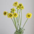 【生花】ラナンキュラス　M.メリージャ(黄色・モロッコ咲き)40cm-【早締切-22】フラワー西村
