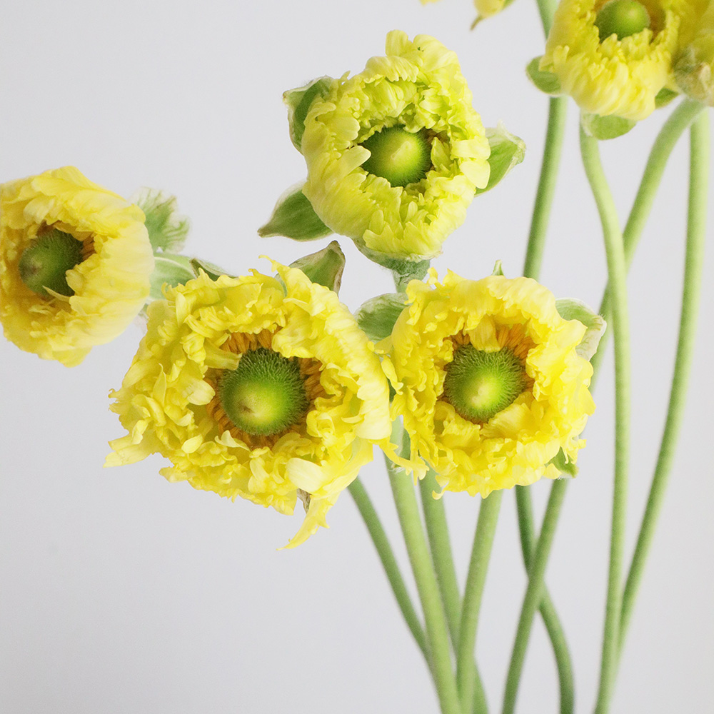 生花 ラナンキュラス リナメリージャ モロッコ系淡黄色 Ja高千穂 通販 はなどんやアソシエ 生花 ラナンキュラス リナメリージャ モロッコ系淡黄色 Ja高千穂 通販 はなどんやアソシエ