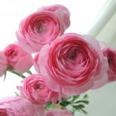生花】ラナンキュラス Mピュアピンク:JA高千穂【早締切-50】 - 花材