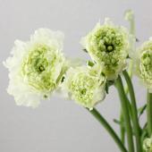 【08直前】モロッコ系ラナンキュラス　シロッコ（白緑）50cm　長崎県