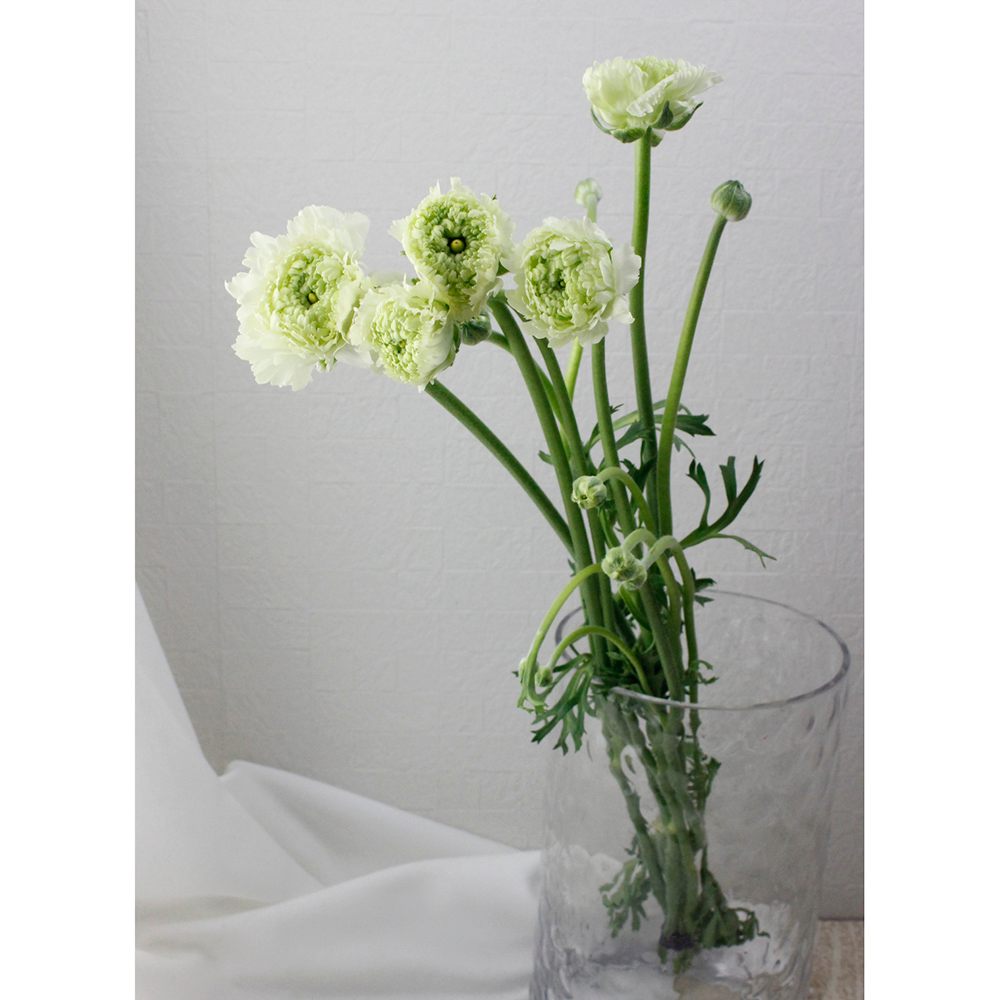 08直前 ラナンキュラス モロッコ系 シロッコ 50cm 通販 はなどんやアソシエ 08直前 ラナンキュラス モロッコ系 シロッコ 50cm 通販 はなどんやアソシエ