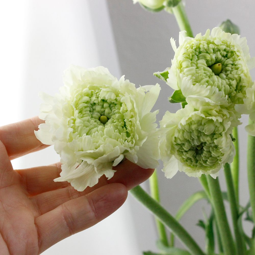 生花 ラナンキュラス シロッコ モロッコ系白緑 通販 はなどんやアソシエ 生花 ラナンキュラス シロッコ モロッコ系白緑 通販 はなどんやアソシエ