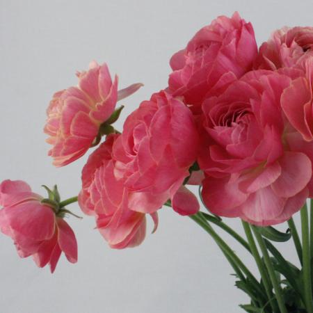 生花 ラナンキュラス ポマール ピンク Ja高千穂 通販 はなどんやアソシエ