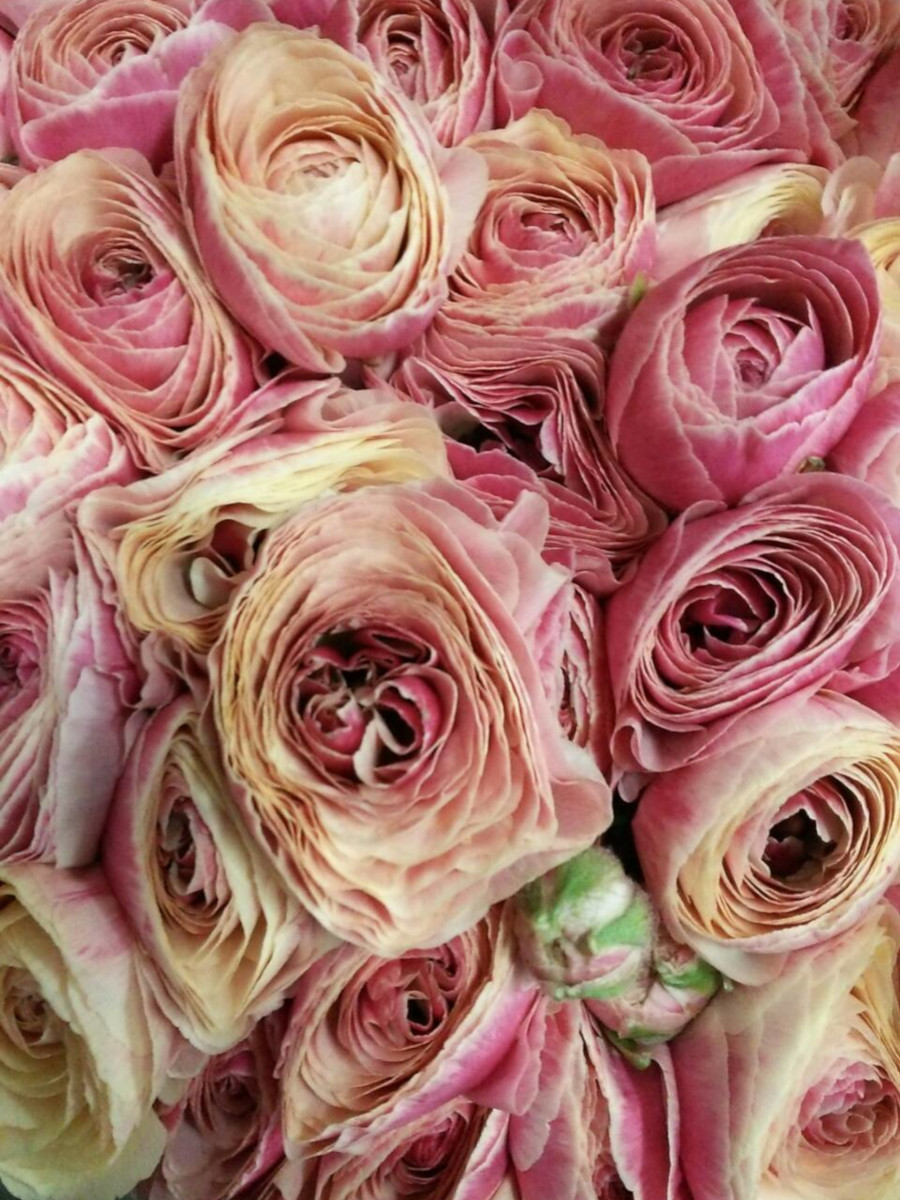 生花 ラナンキュラス ポマール ピンク Ja高千穂 通販 はなどんやアソシエ