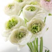 直前】ラナンキュラス グランベル(白、緑芯) JA高千穂【生花】 - 花材