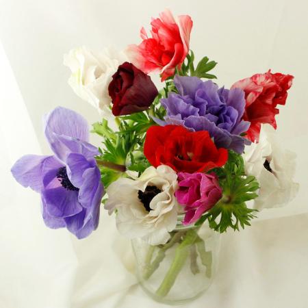 【生花】アネモネ　ミストラルプラス(ミックス)25cm〜★初入荷!