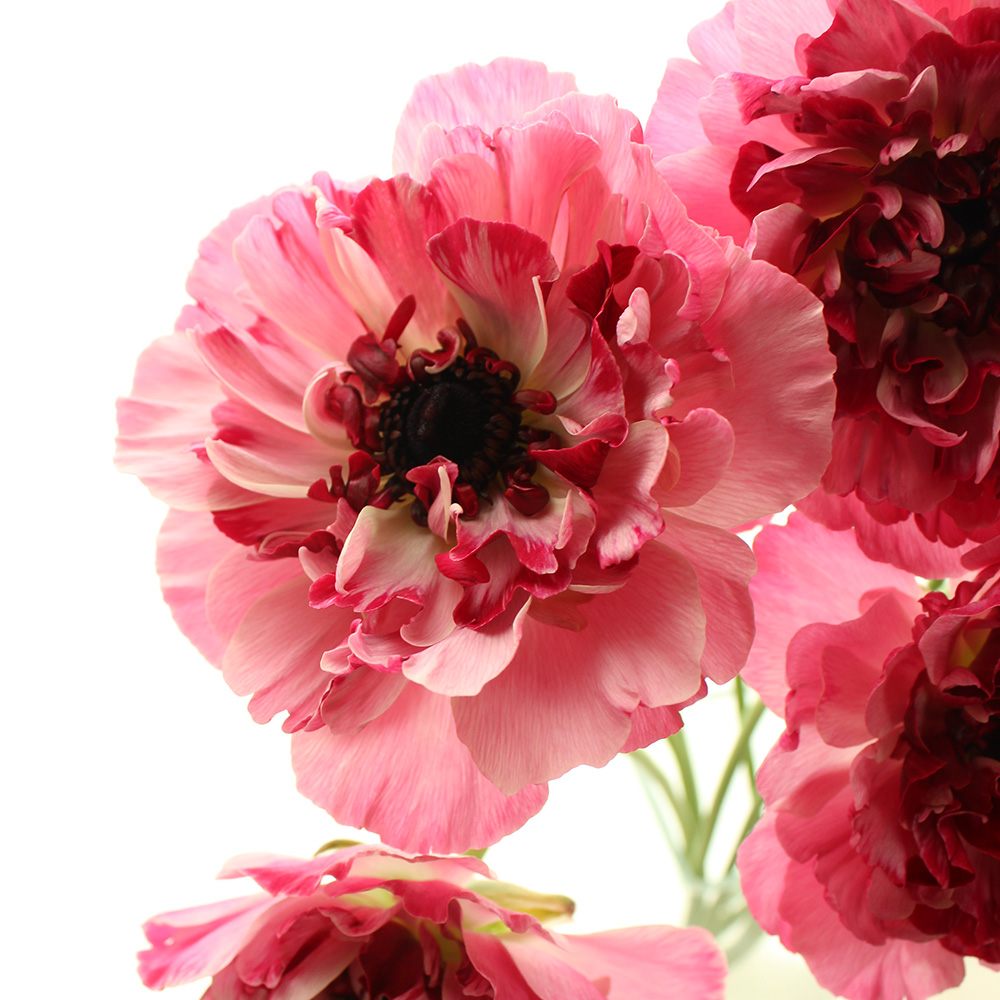 生花 ラナンキュラス シャルロット ピンク アネモネ咲き Ja高千穂 入荷少 早締切 50 通販 はなどんやアソシエ 生花 ラナンキュラス シャルロット ピンク アネモネ咲き Ja高千穂 入荷少 早締切 50 通販 はなどんやアソシエ