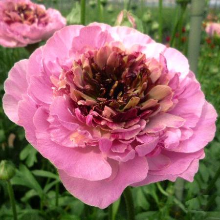 生花 ラナンキュラス シャルロット ピンク アネモネ咲き Ja高千穂 入荷少 早締切 50 通販 はなどんやアソシエ 生花 ラナンキュラス シャルロット ピンク アネモネ咲き Ja高千穂 入荷少 早締切 50 通販 はなどんやアソシエ