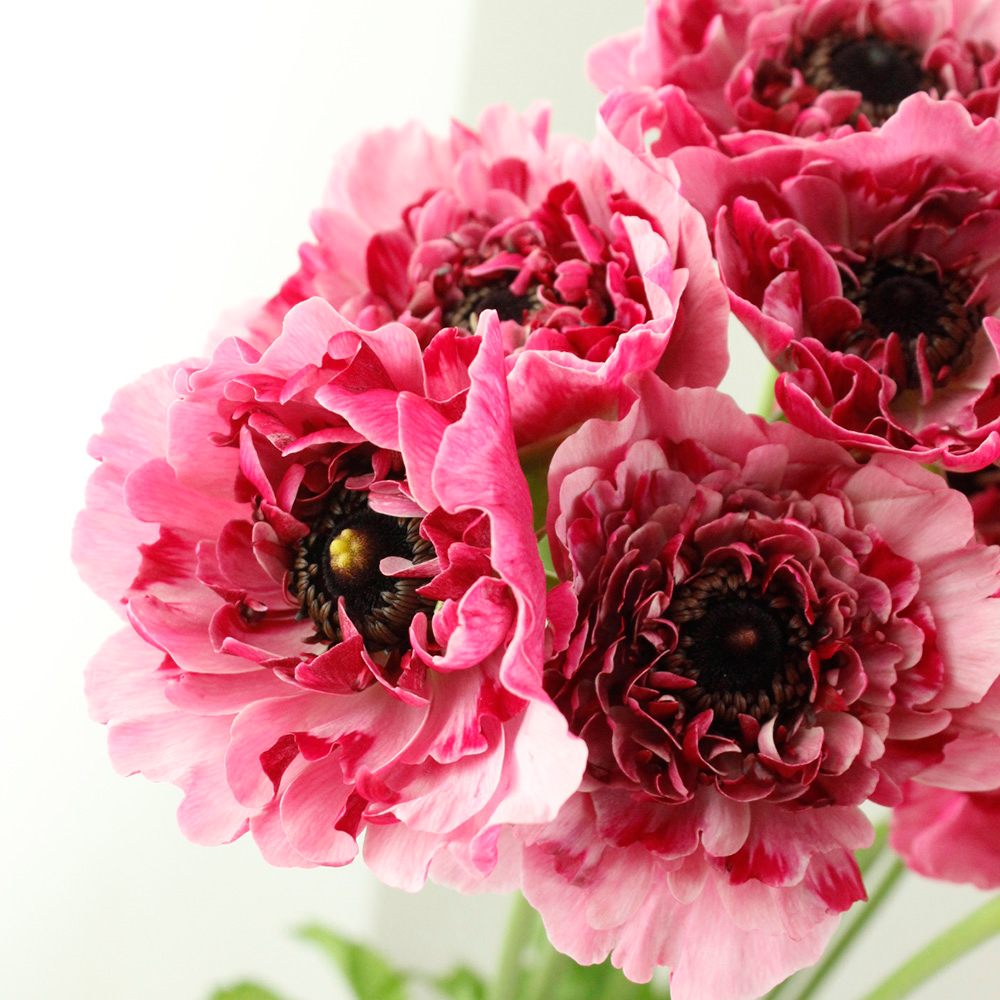 生花 ラナンキュラス シャルロット ピンク アネモネ咲き Ja高千穂 入荷少 早締切 50 通販 はなどんやアソシエ 生花 ラナンキュラス シャルロット ピンク アネモネ咲き Ja高千穂 入荷少 早締切 50 通販 はなどんやアソシエ