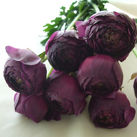 生花 ラナンキュラス エムパープル 濃い紫 ラナンキュラスの合計30本以上でボリューム割引 通販 はなどんやアソシエ