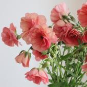 【生花】金井園芸ラックス　エリス（アプリコット系)50cm【早締切-22】