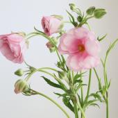 ウルトラあおむし様　ご確認　ラナンキュラス　7種類 ラナンキュラス：トワイライトレディ花色アソート3.5号 3株