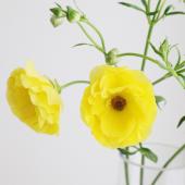 生花】ラナンキュラス ラックス ピュタロス(黄色)【IT】 - 花材通販は