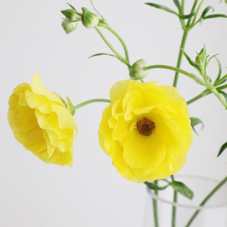 【生花】金井園芸ラックス　ピュタロス2(黄色)50cm【早締切-22】