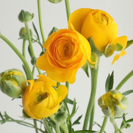 【08直前】ラナンキュラス　エチュードゴールド(黄色)花小ぶりです。50cm　千葉県【生花】