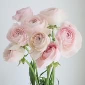 ※販売期間外※【08直前】ラナンキュラス　イリス（淡ピンク）50ｃｍ長野県フラワースピリット【生花】