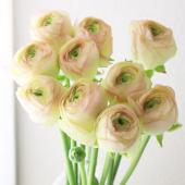 ※販売期間外※【08直前!】ラナンキュラス　竜宮美織（りゅうぐうのみおり）（白～ピンク複色系）