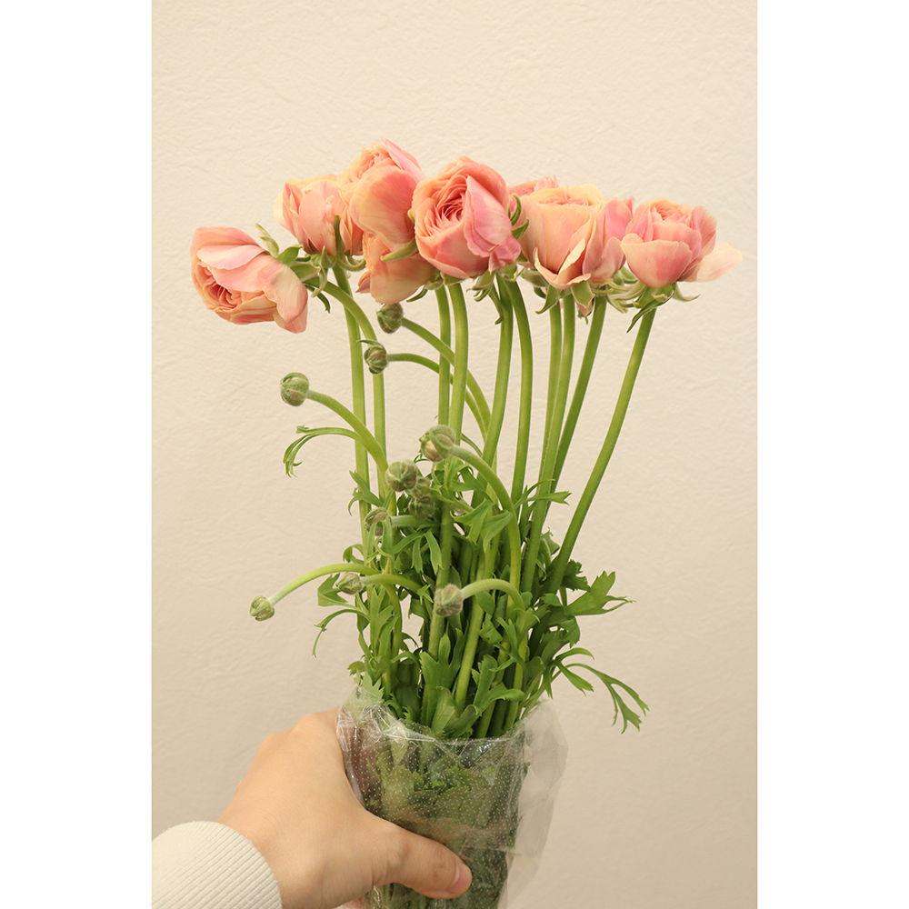 生花】ラナンキュラス 竜宮すずめ JA三豊【OT】 - 花材通販はなどんや