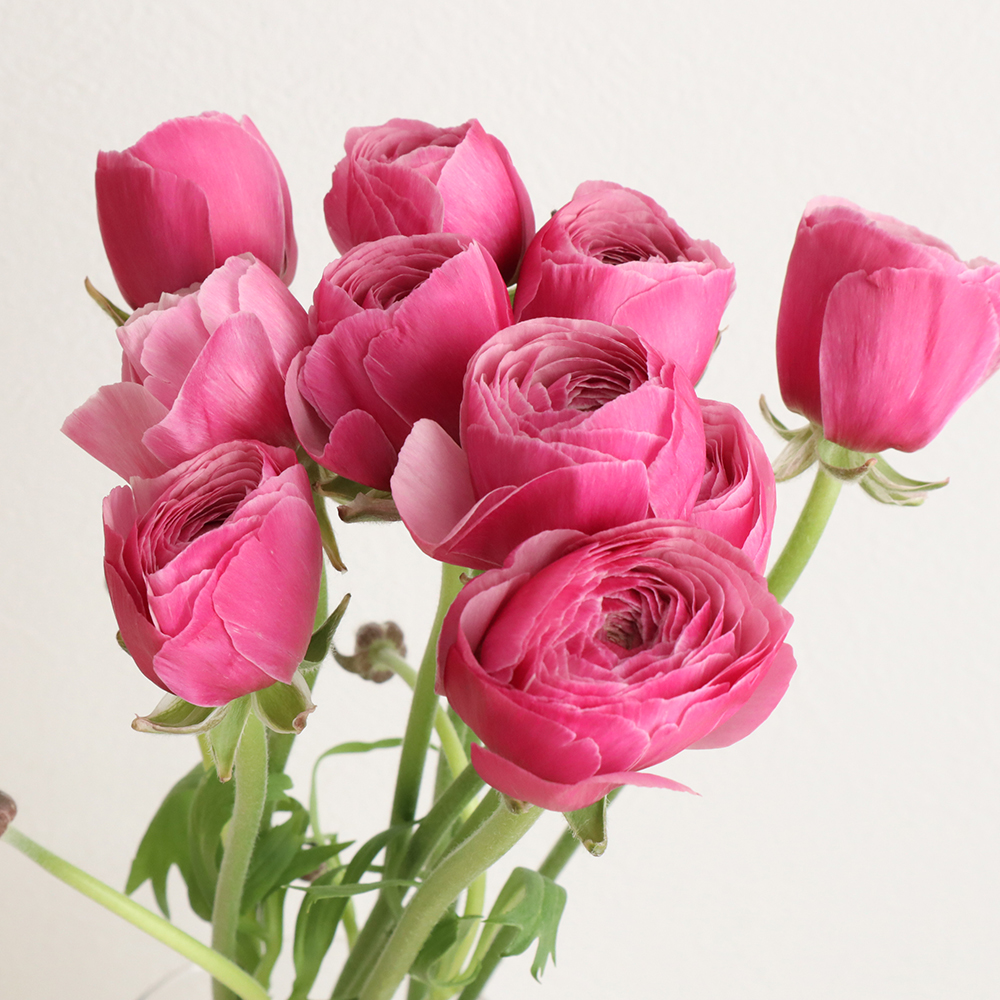 生花】ラナンキュラス 竜宮美波(ピンク) JA三豊【OT】 - 花材通販は