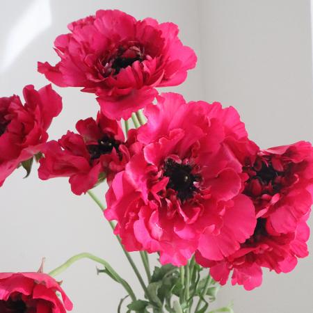 【08直前】ラナンキュラス　シャルロットローズ(濃いピンク)40cm 桂農園