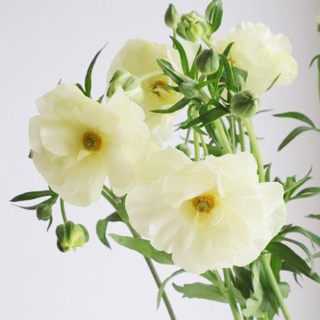 【生花】金井園芸ラックス　グレーシス(白-淡黄系)50cm【早締切-22】